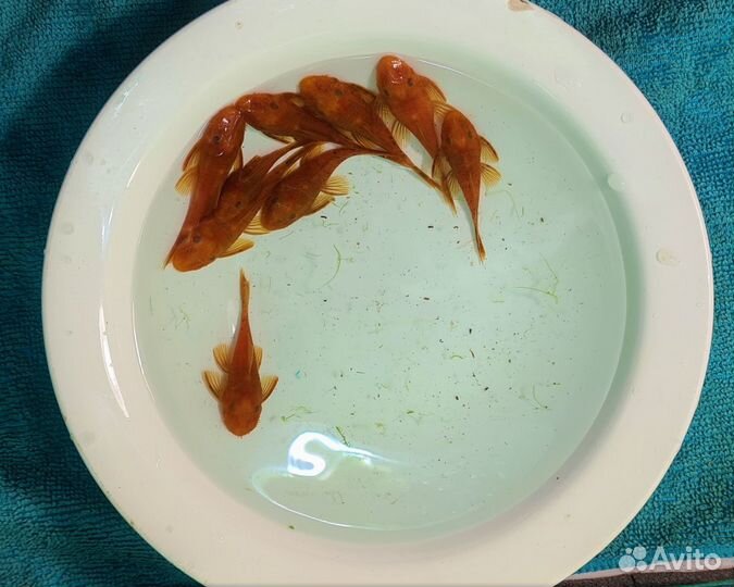 Сомы анциструсы RED в наличии 20шт