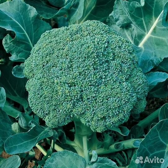 Капуста брокколи оптом