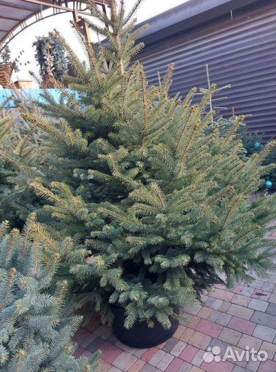 Ель 2.5м