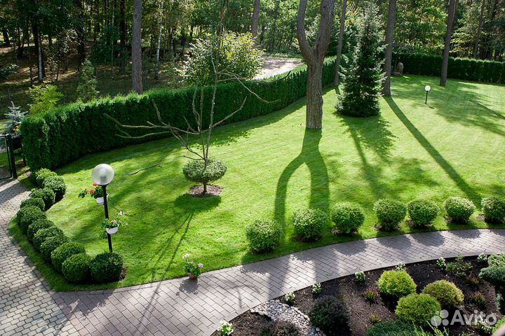 Газон Чернышевский семена оптом