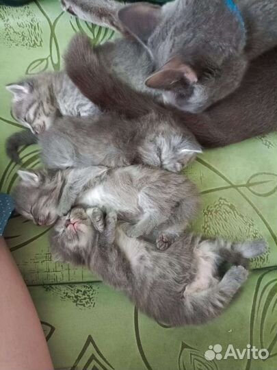 Отдам бесплатно животные