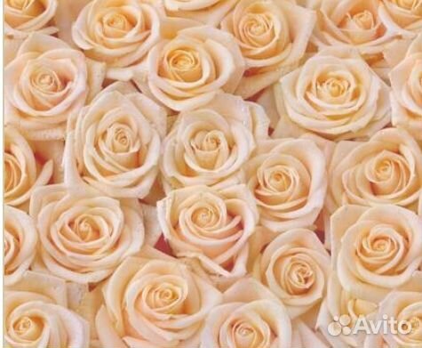 Фотообои розы цветы