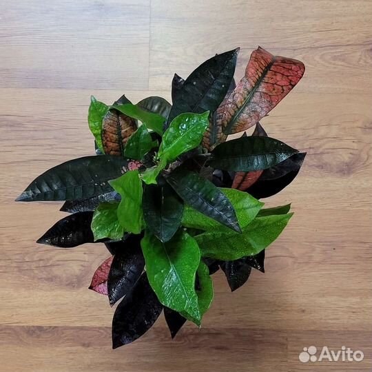 Кротон Миссис Айстон