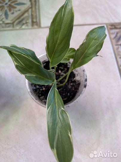 Спатифиллум» Дели Индонезия»