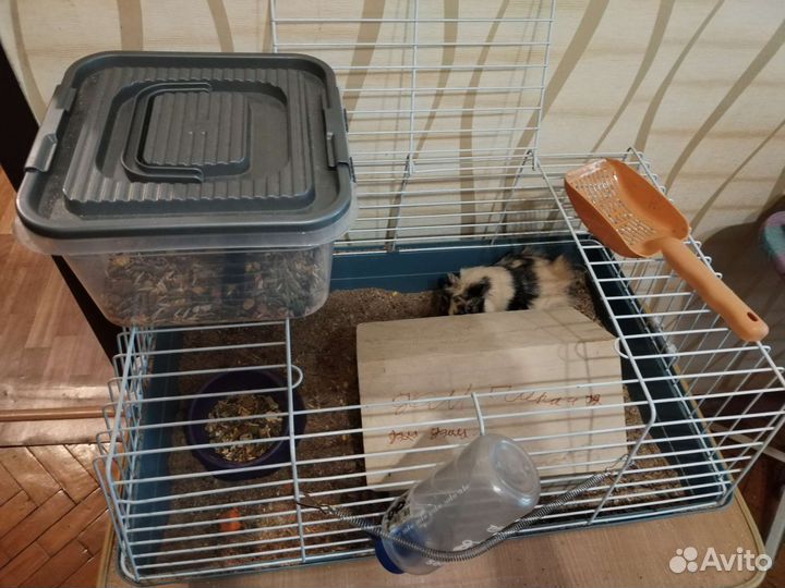 Морская свинка