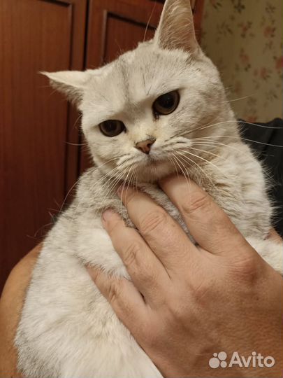 Персидская кошка