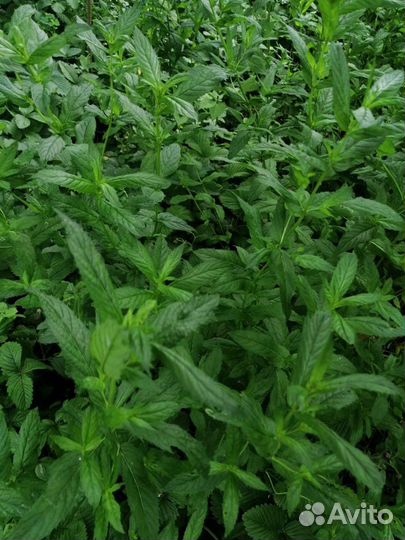 Душистая мята