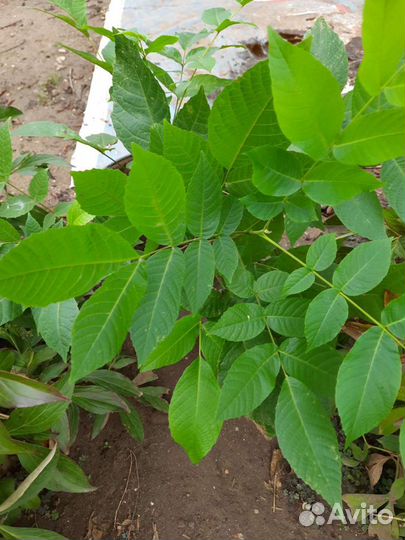 Саженцы грецкого ореха