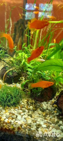 Пецилия, гуппи, моллинезия креветки, растения