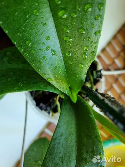 Орхидея фаленопсис Panda BR