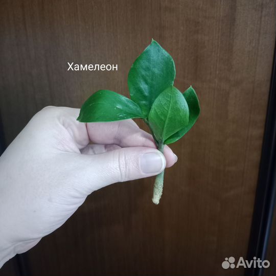 Перья, листья разных сортов Замиокулькаса