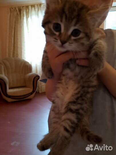 Котята от вислоухой кошки
