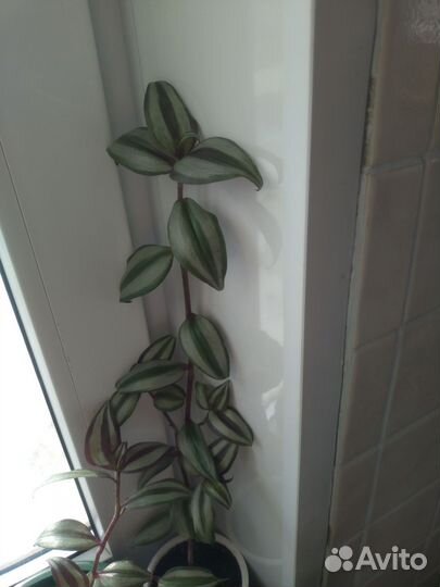 Традесканция зебрина