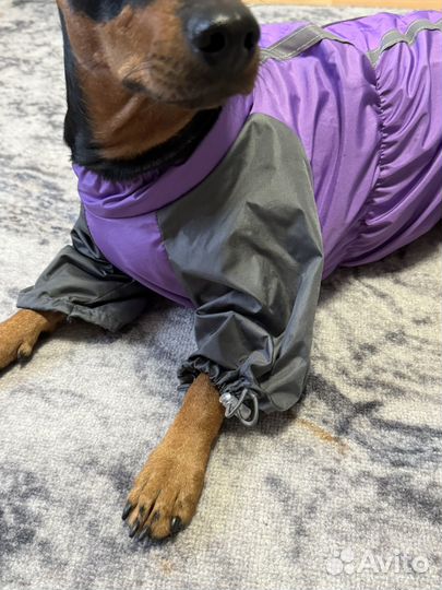 Дождевик для собак девочек маленьких пород