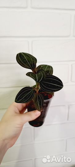 Лудизия. Драгоценная орхидея/Jewel orchids Ludisia