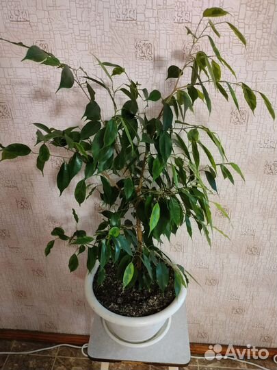Цветок Фикус
