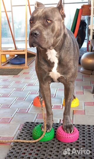 Отель для собак, дрессировка, догспорт