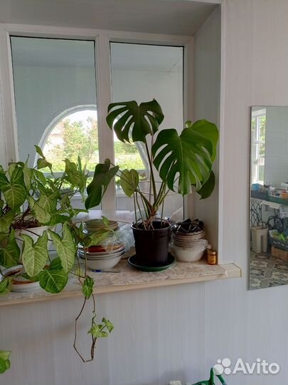 Комнатные цветы