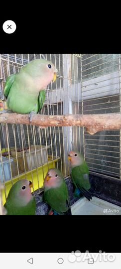 Волнистые и другие