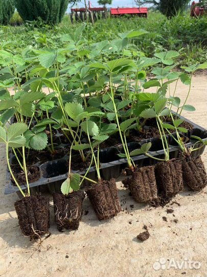 Рассада клубники оптом и в розницу