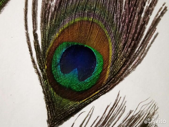 Перья павлина