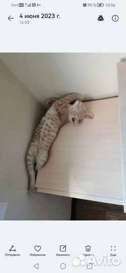 Британский кот
