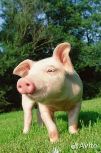 Продам поросят