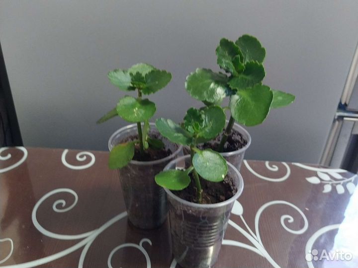 Фиалка, женское счастье, каланхоэ цвет оранжевый