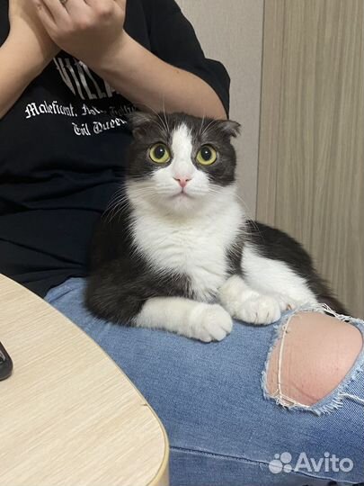 Кошка вязка