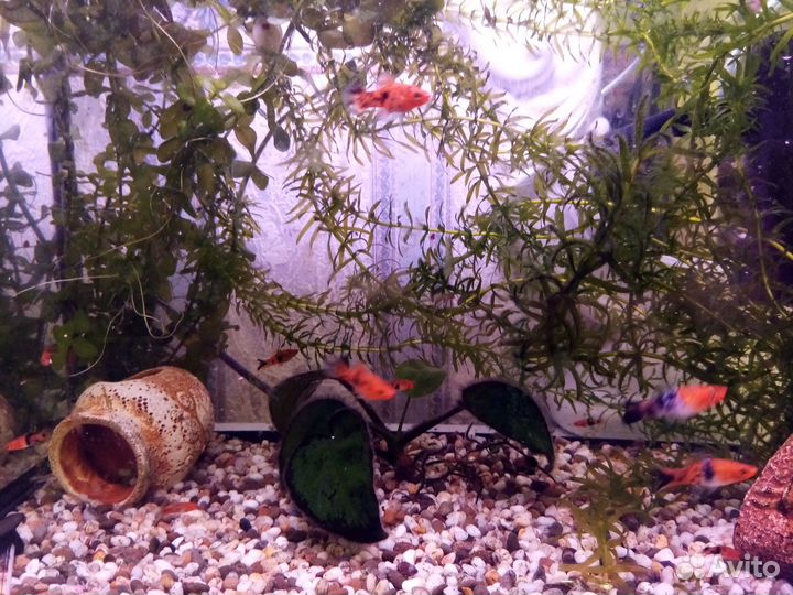 Меченосцы ситцевые и кои