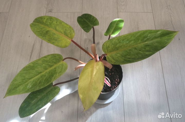 Филодендрон Медуза