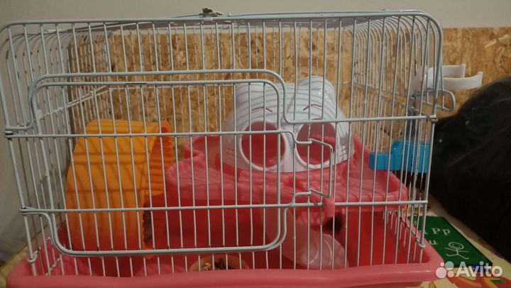 Джунгарский хомяк