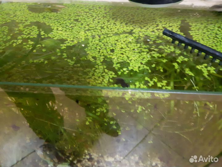 Аквариумное растение, Валлиснерия