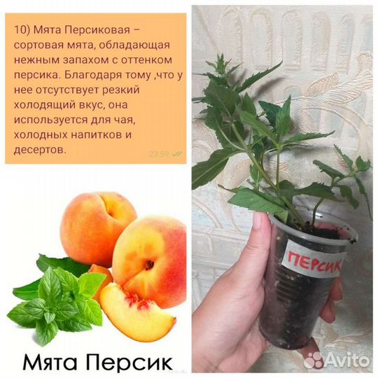 Мята персиковая,банановая,ананасная,яблочная