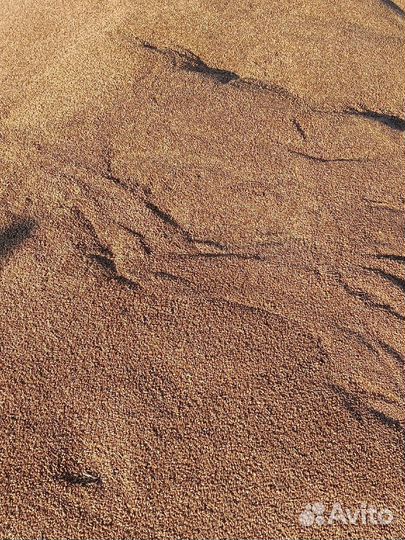 Зерно пшеница