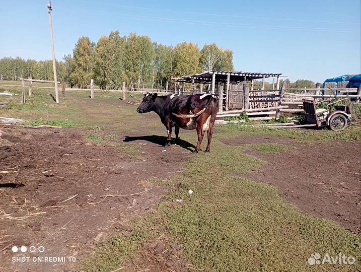 Продажа крс