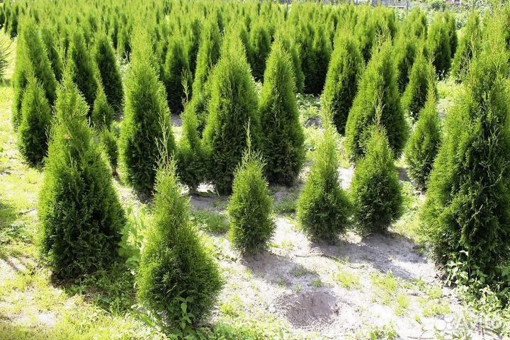 Туя Смарагд