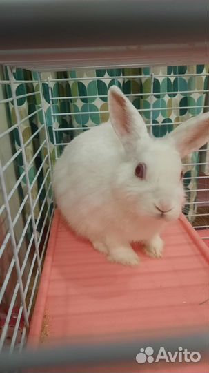 Декоративные кролики