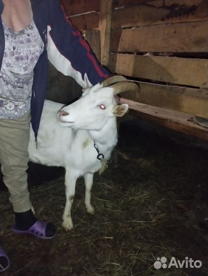 Козы и козлы на племя