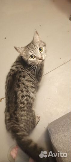 Котята в добрые руки бесплатно
