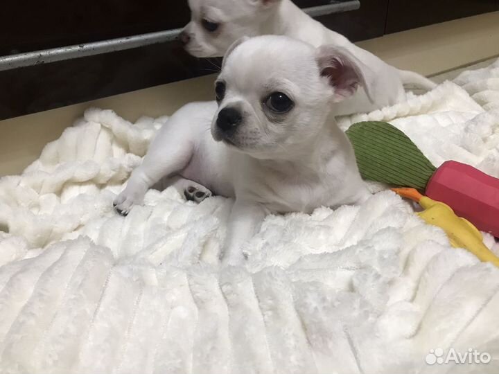 Щенок Чихуахуа