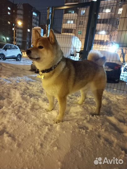 Вязка Сиба кобель 6 лет. г. Пермь