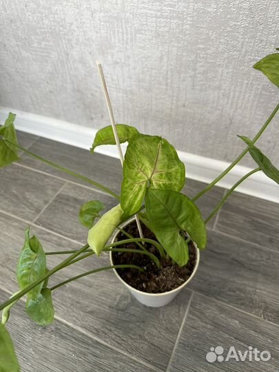 Сингониум манго аллюжн