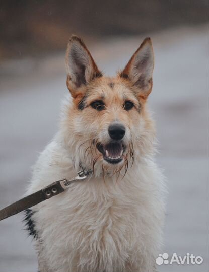 Собачка в добрые руки