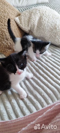 Котятки в добрые руки