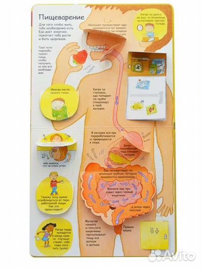 Секреты человека книга с окошками