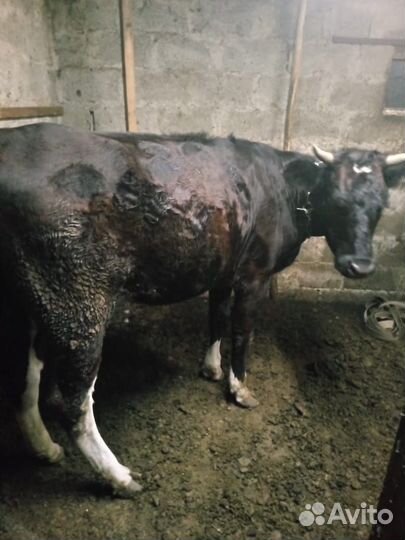 Продам коров и телок