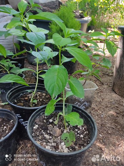 Гортензия Сбежавшая невеста