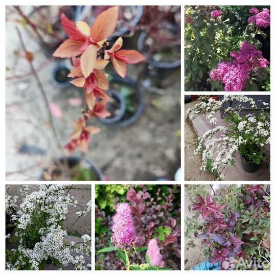 Дерен, спиреи 5 видов и др