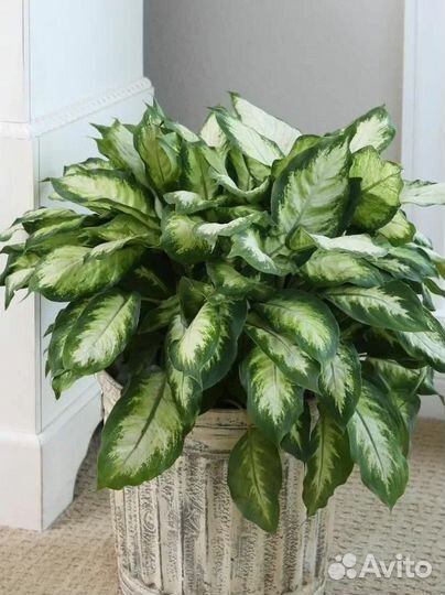 Диффенбахия камила